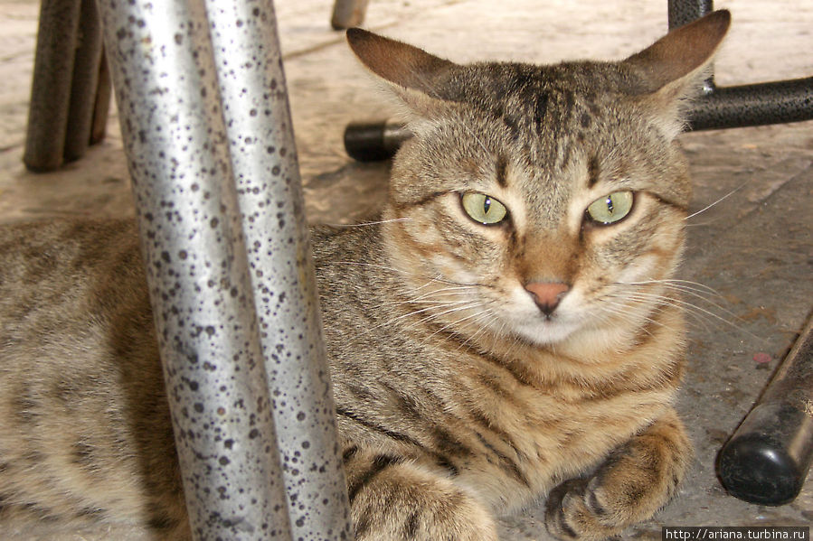 Местный кот Котор, Черногория