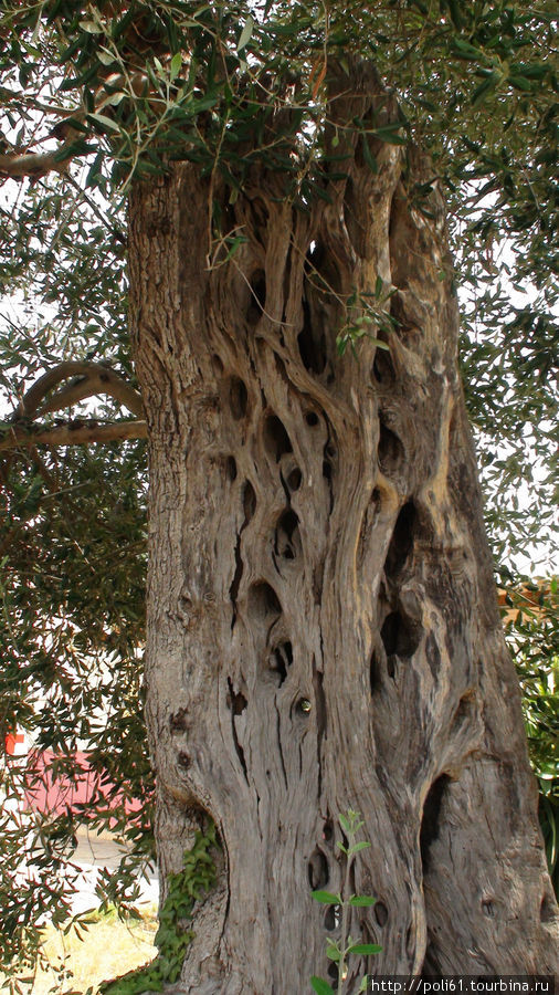 Старое оливковое дерево Гувия, остров Корфу, Греция