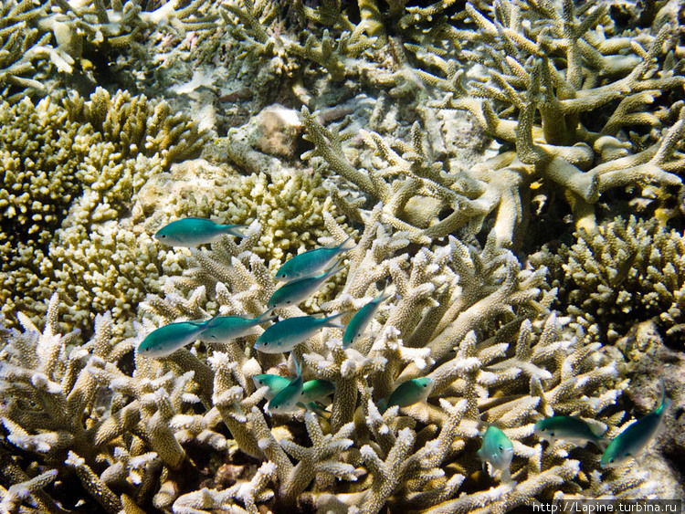 Зелено-голубые хромисы (Chromis viridis) над кораллом-акропорой Южный Ари Атолл, Мальдивские острова