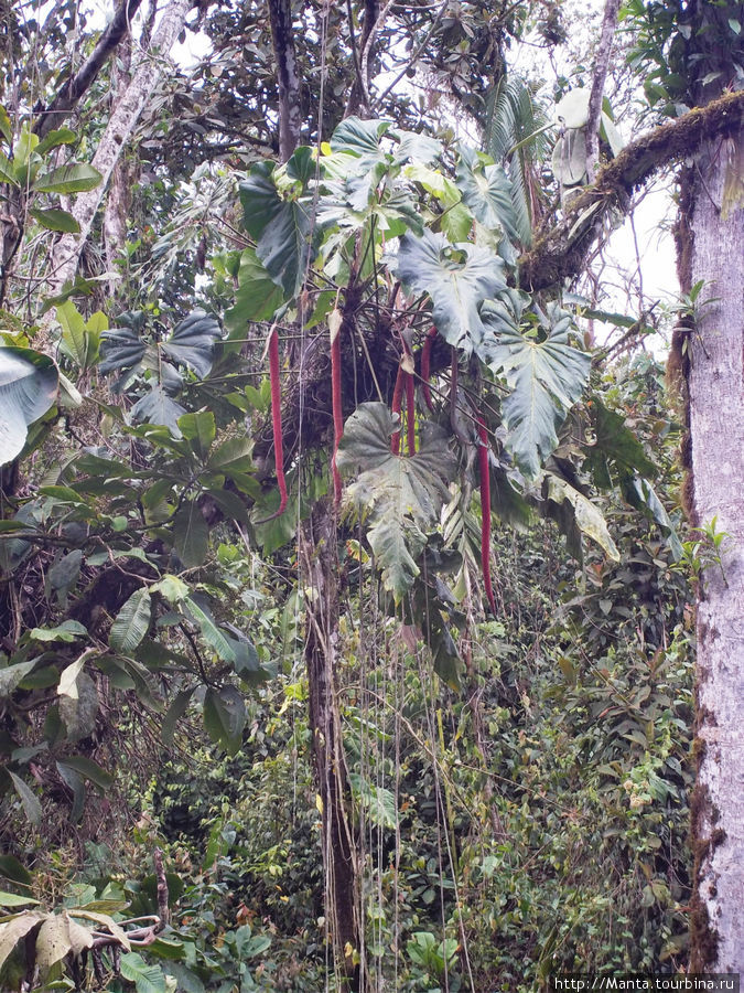 Миндо Миндо, Эквадор