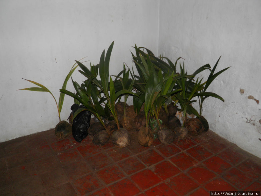 Будущие кокосовые пальмы. Канди, Шри-Ланка