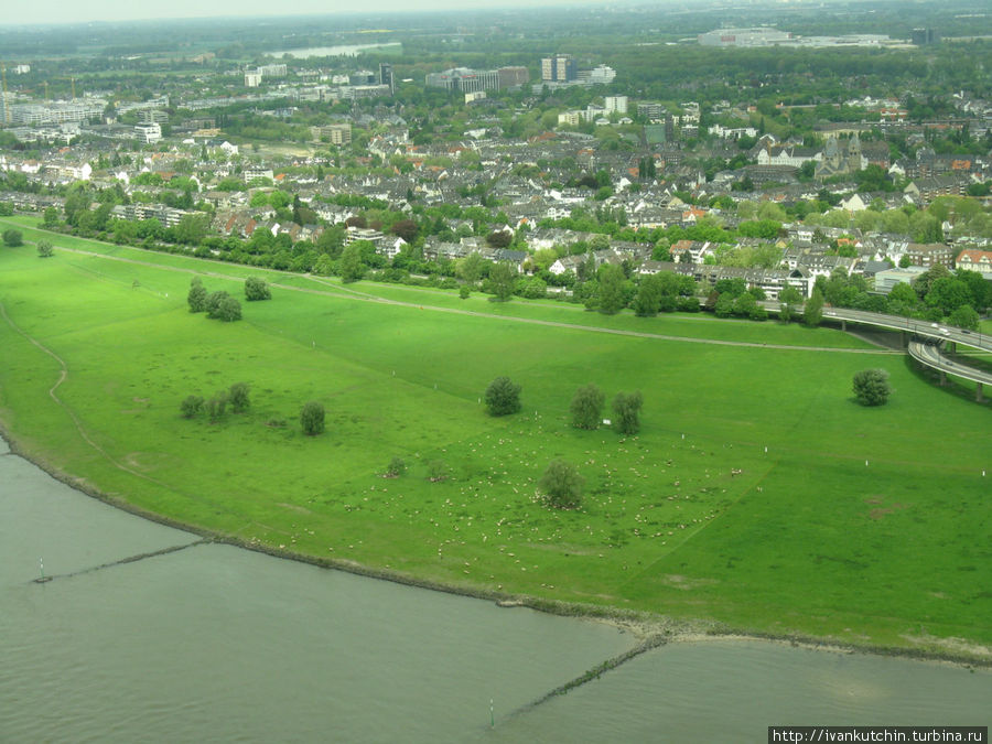Овечки на другом берегу Рейна кажутся совсем крошечными Дюссельдорф, Германия