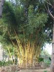 Бамбук — традиционной для этой полосы растение
