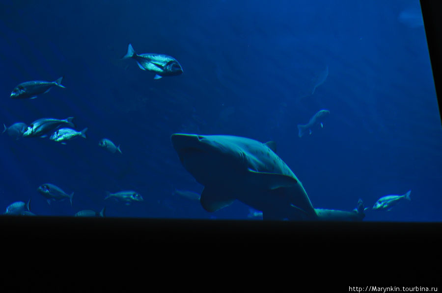 Аквариум в Кан-Пастилья. В окружении акул Кан-Пастилья, остров Майорка, Испания