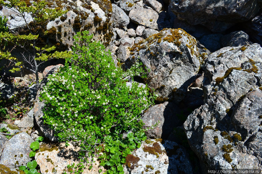 Скромные кустики растут и цветут почти на камнях Национальный парк Бернардо О'Хиггинс, Чили