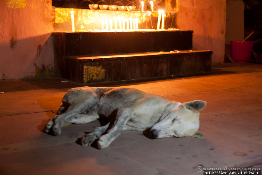 Благополучная и умиротворённая собака Бодх-Гая, Индия