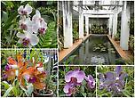 Особая забота и гордость ланкийцев – Дом орхидей. Каких только расцветок здесь нет — целая радуга