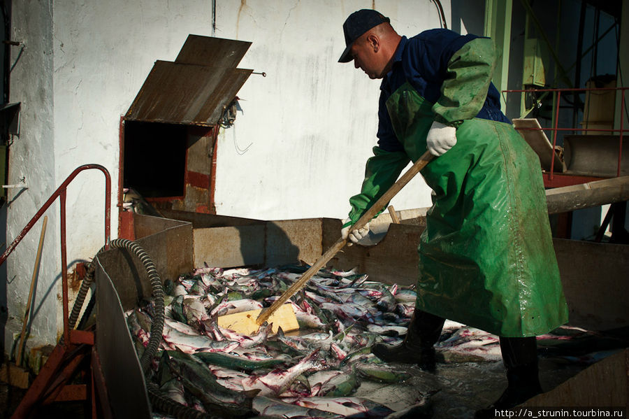 Путина на Сахалине: рыбозавод