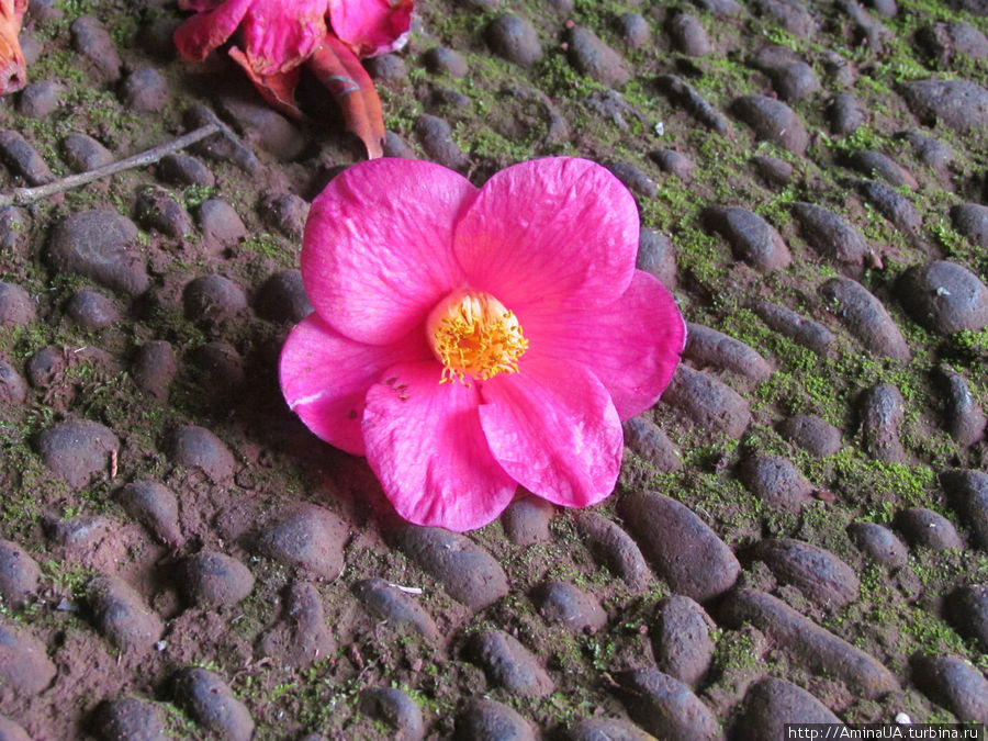Мадейра. Стрелиции и прочие экзотические цветы Фуншал, Португалия