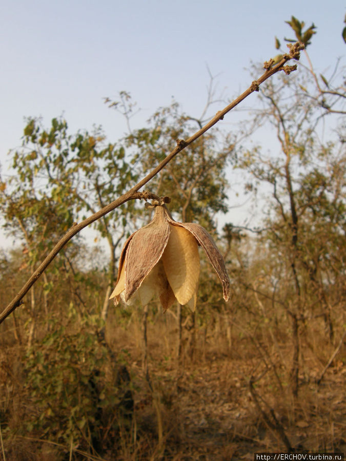По Западной Африке. Ч 9. Диковинная птица Канкан, Гвинея