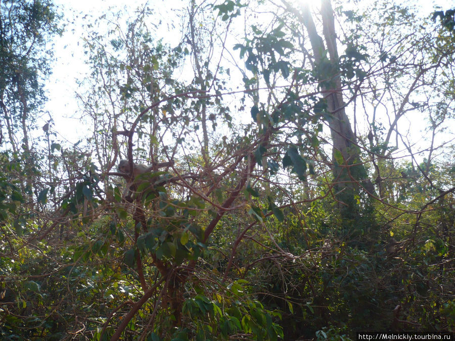 Обезьяны в тропическом лесу Канчанабури, Таиланд