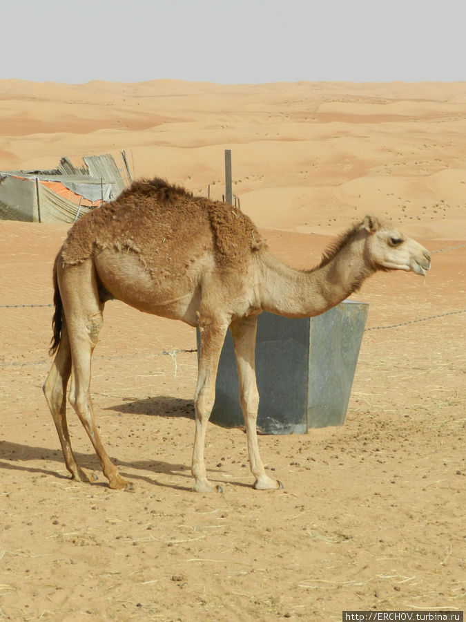 Воспоминания о Султанате  Часть 10  В гостях у  бедуинов Регион Аль-Батина, Оман