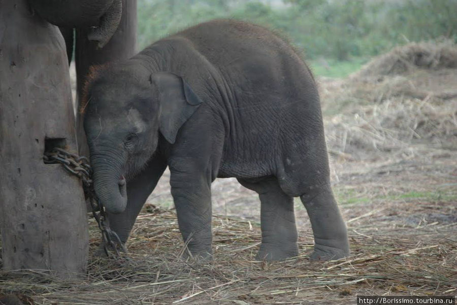 Малыш слонёнок. Непал