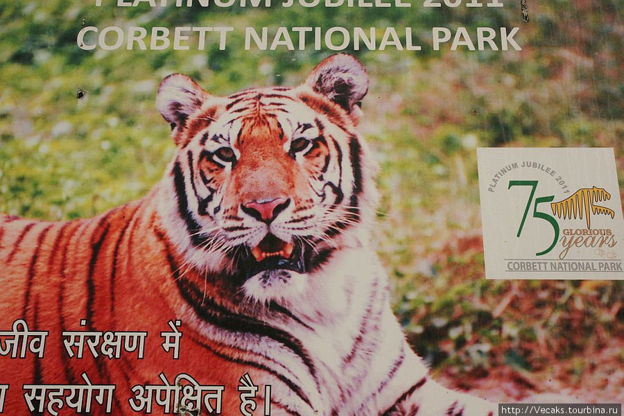 Безуспешный поиск бенгальских тигров в Корбетт-парке Штат Уттаракханд, Индия