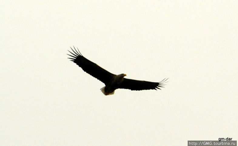 Орел поближе. Размах крыльев больше полутора метров. Астраханская область, Россия