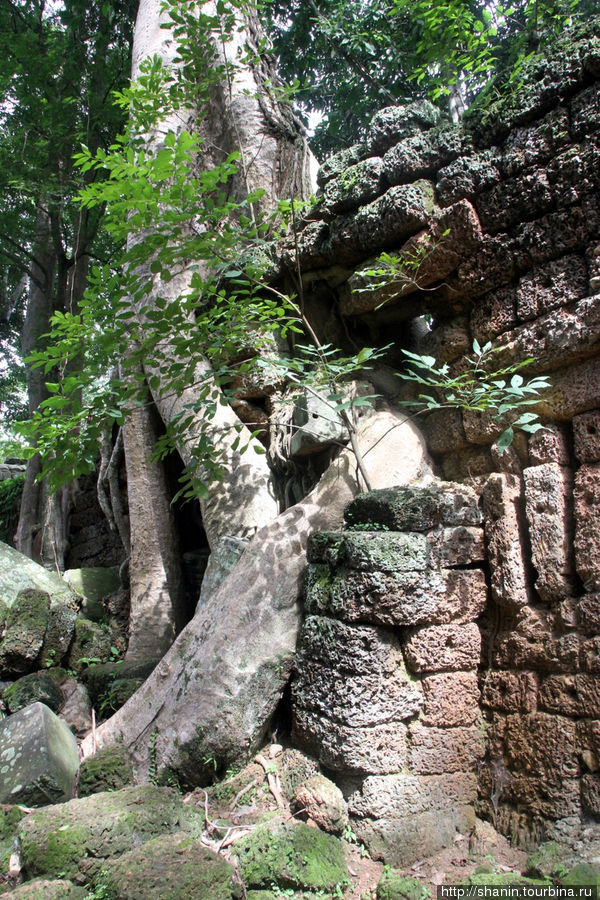 Гигантские деревья на руинах Ангкор (столица государства кхмеров), Камбоджа