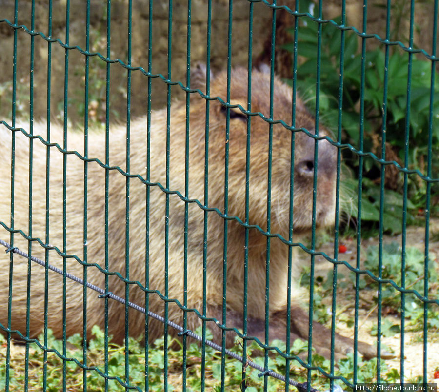 Зоопарк в цитадели Безансона Безансон, Франция