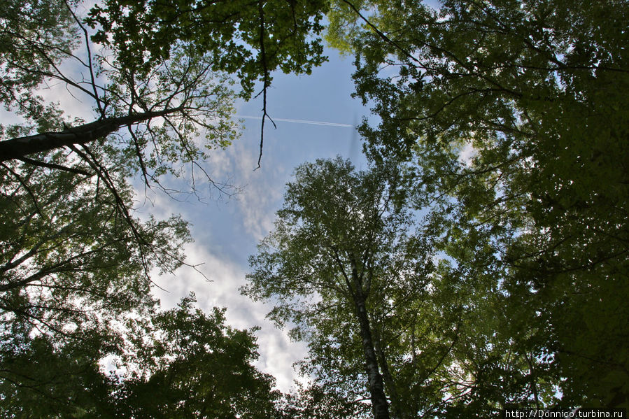 а волшебный лес на прощание нам машет кронами своих деревьев и говорит возвращайтесь )) Орловское Полесье Национальный Парк, Россия