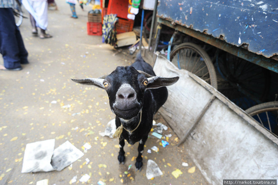 по улицам Кочи вместо собак бегают козы Кочи, Индия
