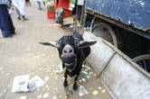 по улицам Кочи вместо собак бегают козы