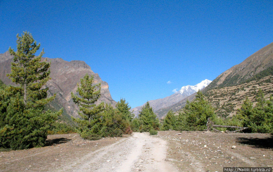 Трек вокруг Аннапурны:  быстрым шагом по просторам Мананга Мананг, Непал