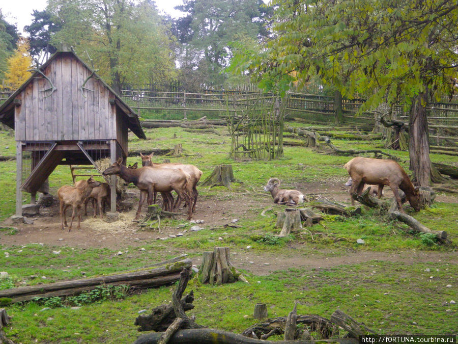 Обитатели зоопарка Прага, Чехия