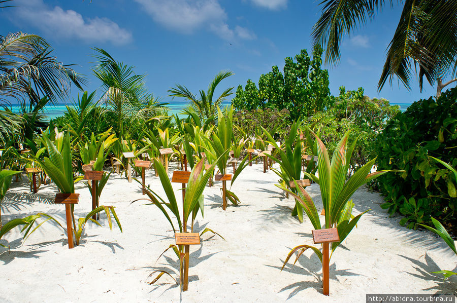 Эта лесопосадка — дело рук молодоженов, которые приезжают на Мальдивы и организуют здесь свадебную церемонию. На память они сажают пальму. Хороший маркетинговый ход отелей — собственноручно посаженная пальма заставляет пары сюда возвращаться, чтобы проверить, как же она растет :)) Мальдивские острова