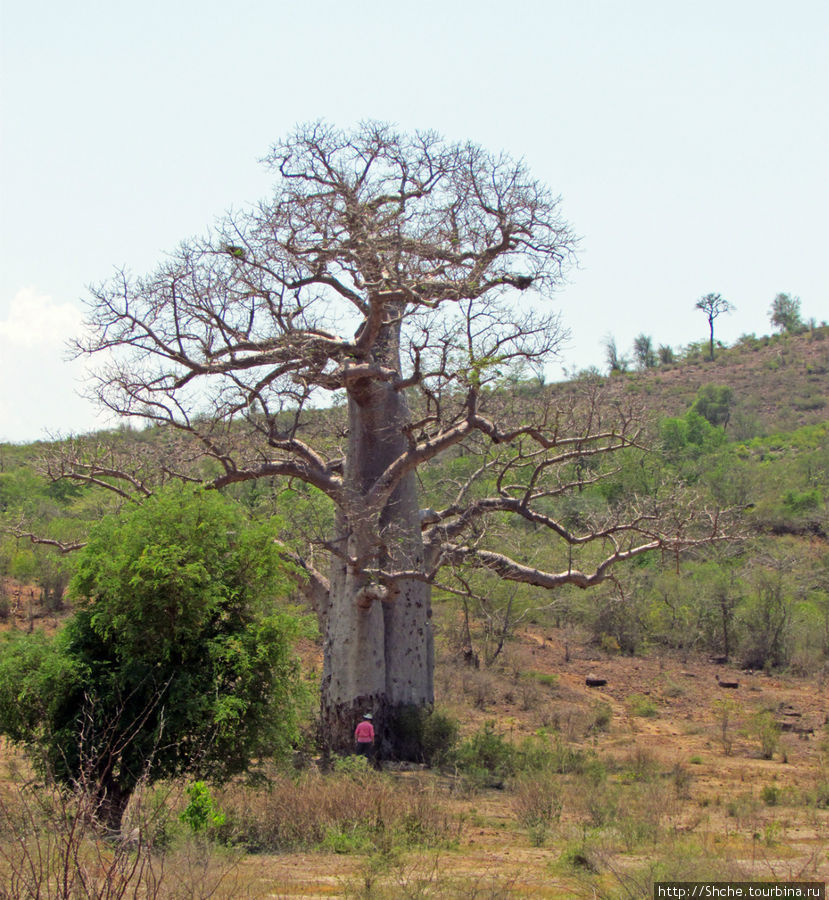 Таким мы увидели самый большой баобаб с дороги Провинция Тулиара, Мадагаскар
