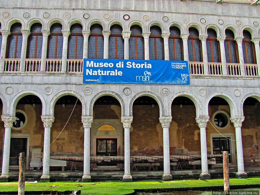 Музей естественной истории Венеция, Италия