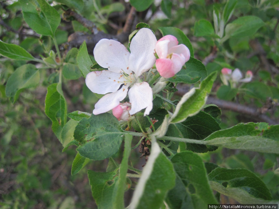 и яблони цвет Ахтырка, Украина