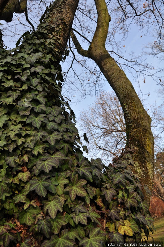 Вечнозеленый плющ украсил стволы старожилов парка — тополей и вязов. Пьештяны, Словакия