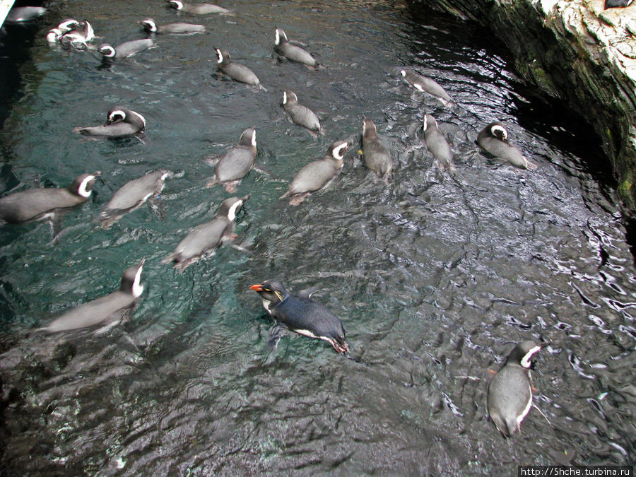 Рядом бассейн с пингвинами Лиссабон, Португалия