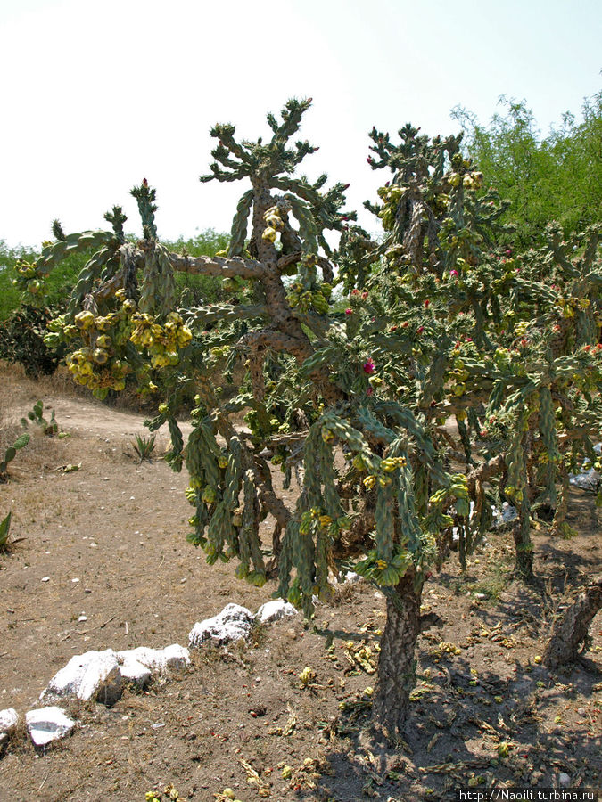 Пора цветущих кактусов Тула-де-Альенде, Мексика