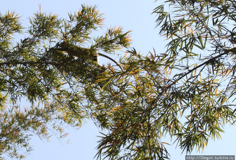 По деревьям скачут серые лангуры Национальный парк Мудумалай, Индия