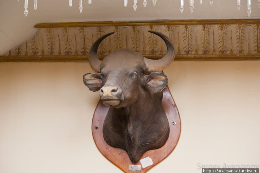 Чучело буйвола Гвалиор, Индия