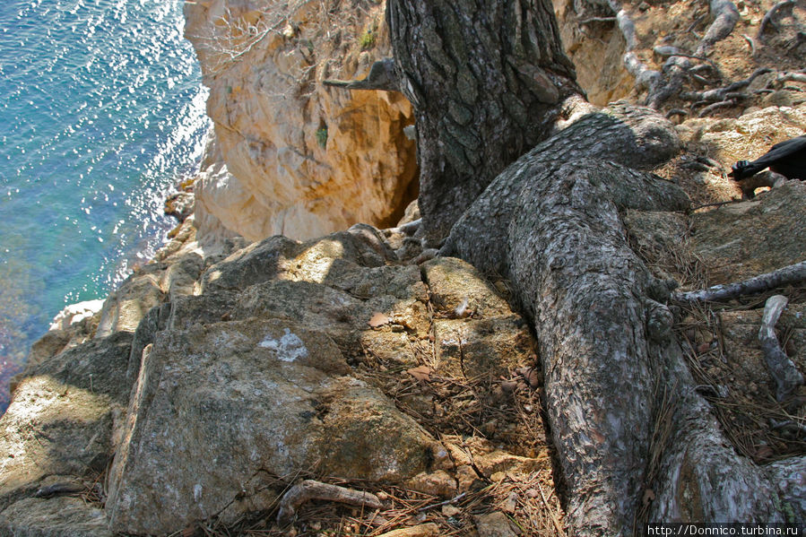 Сама сосна уверенно обвивает скалу своими мощными корнями. Отсюда сверху кажется, что она держит скалу в своих когтистых лапах подобно тому как гигантская птица хватает с земли добычу. Ллорет-де-Мар, Испания
