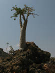Огуречное дерево