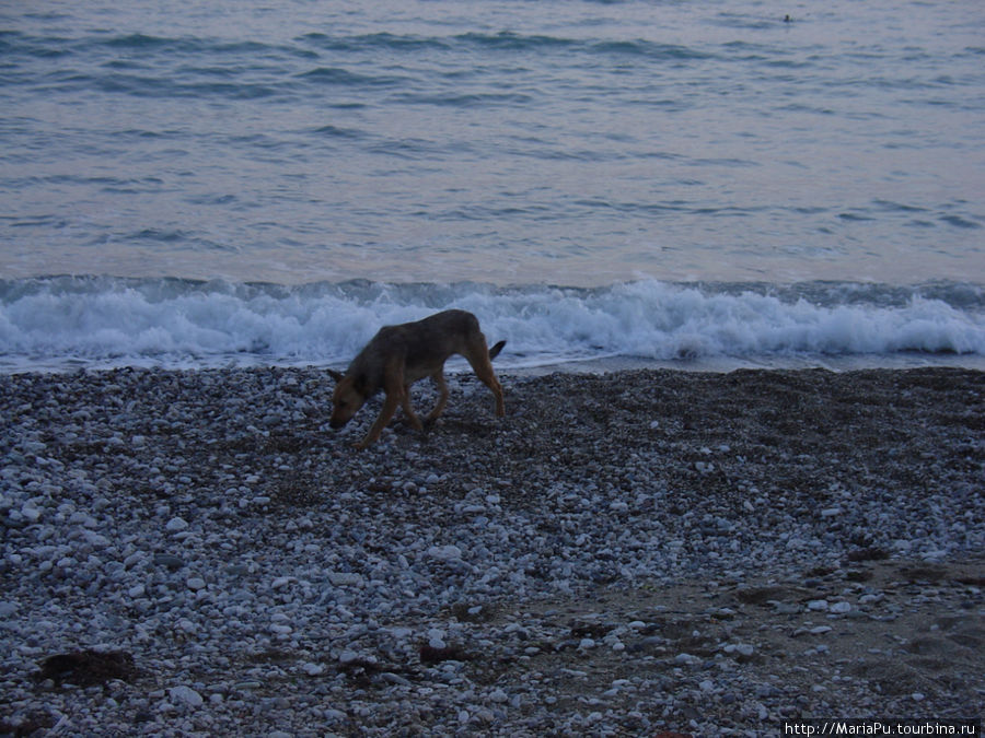 Пегий пес бегущий краем моря Коктебель, Россия
