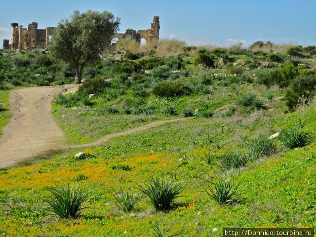 Волубилис — невероятный по красоте римский город Волюбилис (древний римский город), Марокко