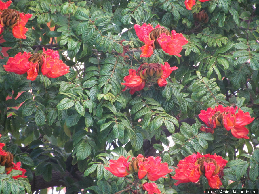 тюльпановое дерево цветет круглогодично Фуншал, Португалия