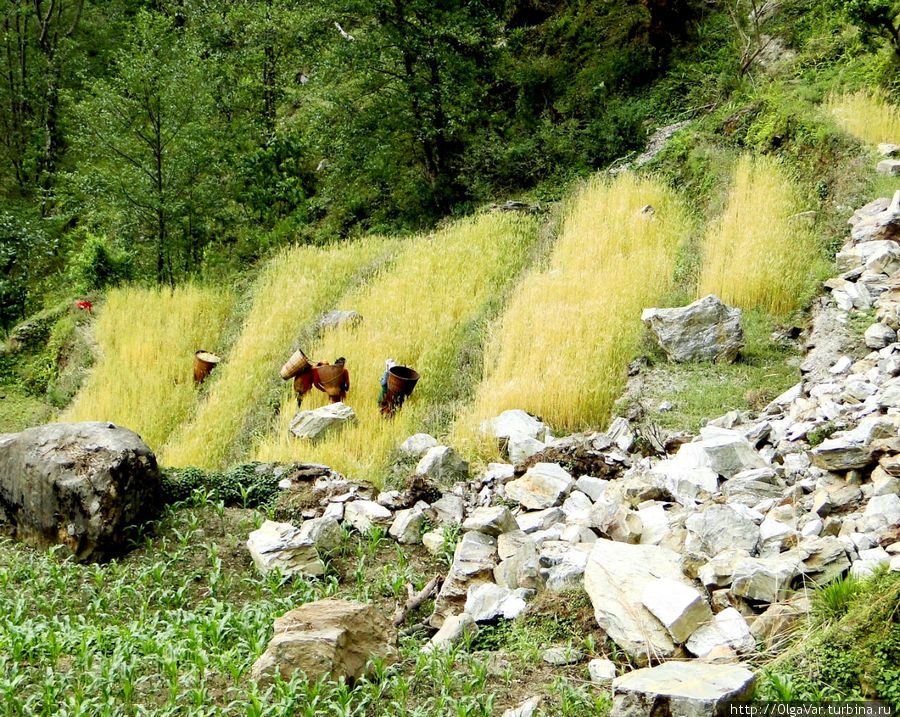 Непальское поле Гандрук, Непал
