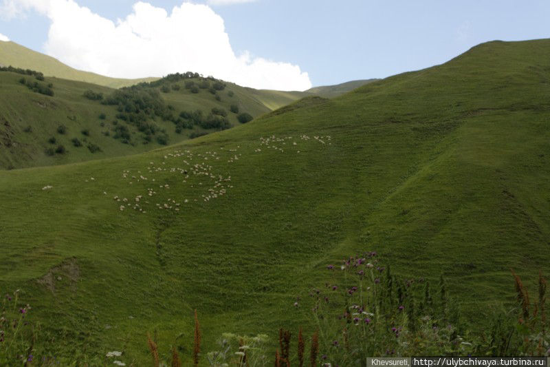 На крутых-крутых склонах пасутся огромные стада баранов. Когда смотришь издалека, непонятно, как они туда забрались и почему они не падают вниз ) А самое главное — как пастух с ними управляется. Мцхета-Мтианети, Грузия