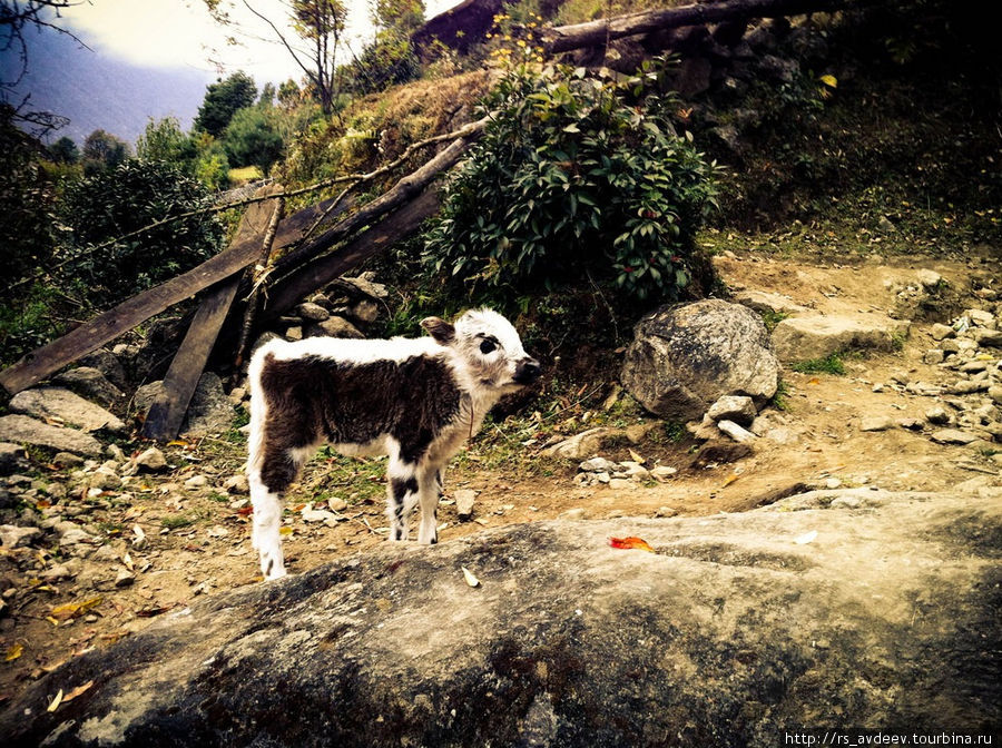 Еще один совсем маленький теленок Гора Эверест (8848м), Непал