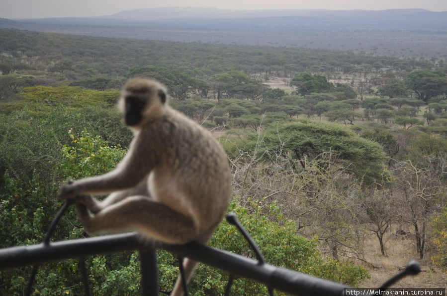 Вид с балкона номера Серенгети Национальный Парк, Танзания