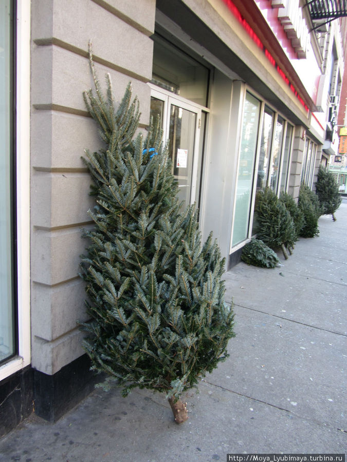 елки из домов начинают выносить уже с 1 января... Нью-Йорк, CША