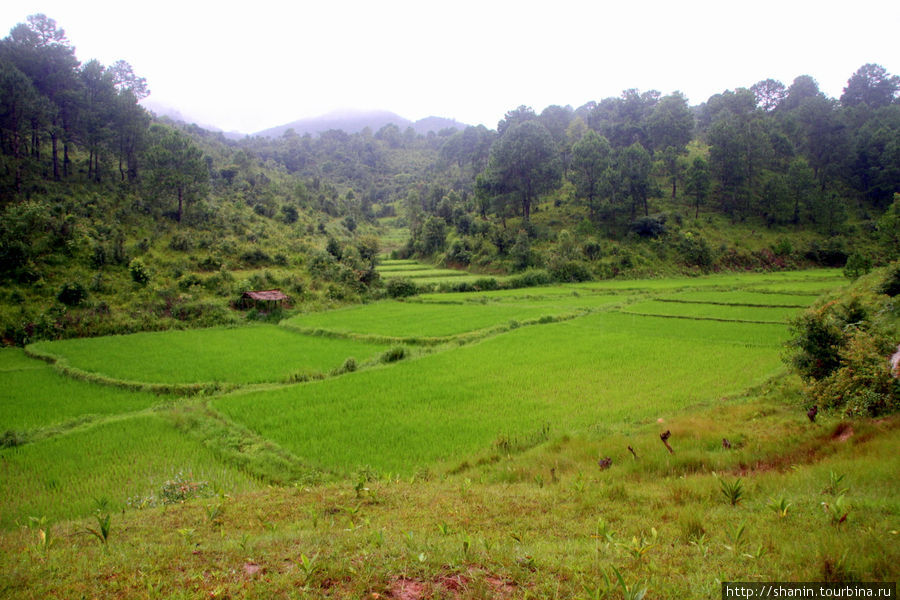 Рисовые поля в сезон дождей Штат Шан, Мьянма