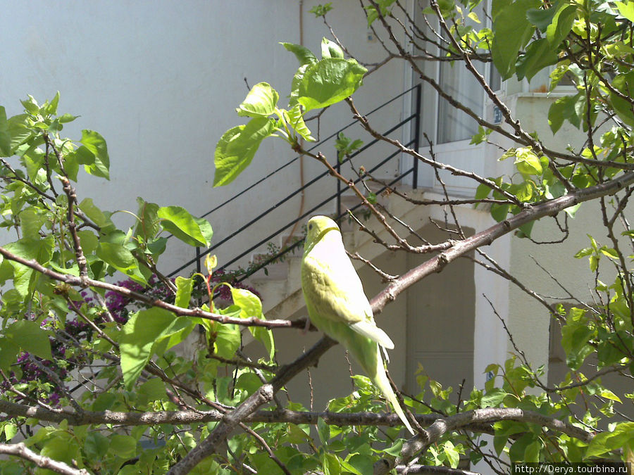 а это наш любимый попугай (здесь у него слегка подрезаны крылья, поэтому он не мог улететь) Датча, Турция