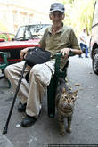 Коты и деды — очарование Белграда, да и вообще всей Сербии.