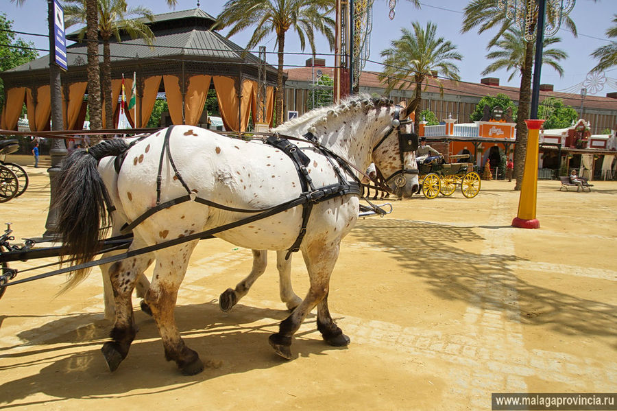 Херес — город лошадей и винных погребов. ч.1 Лошади Херес-де-ла-Фронтера, Испания