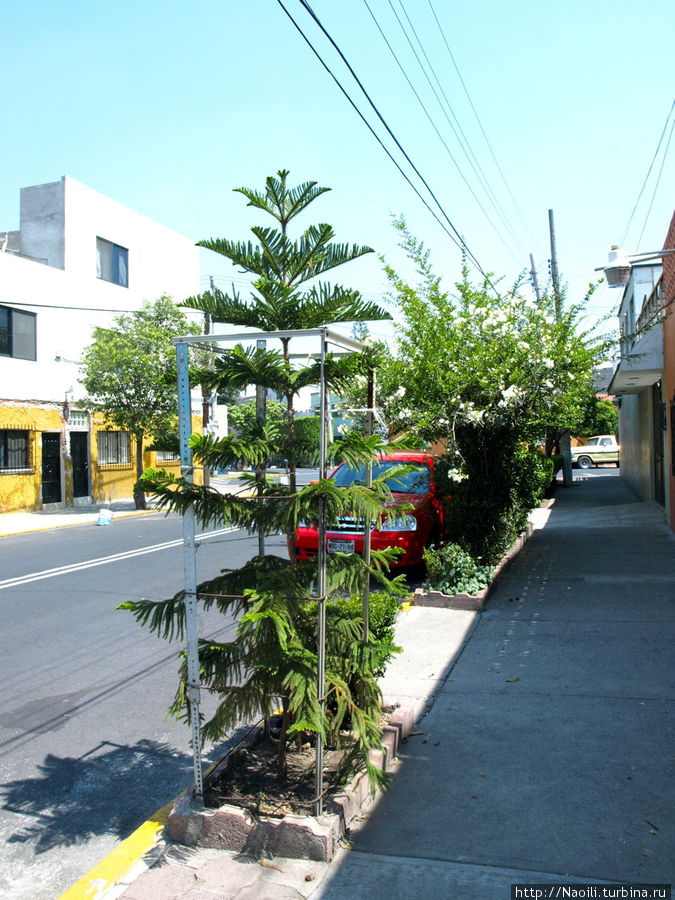 Каждый напротив дома выращивает дерево или несколько Мехико, Мексика